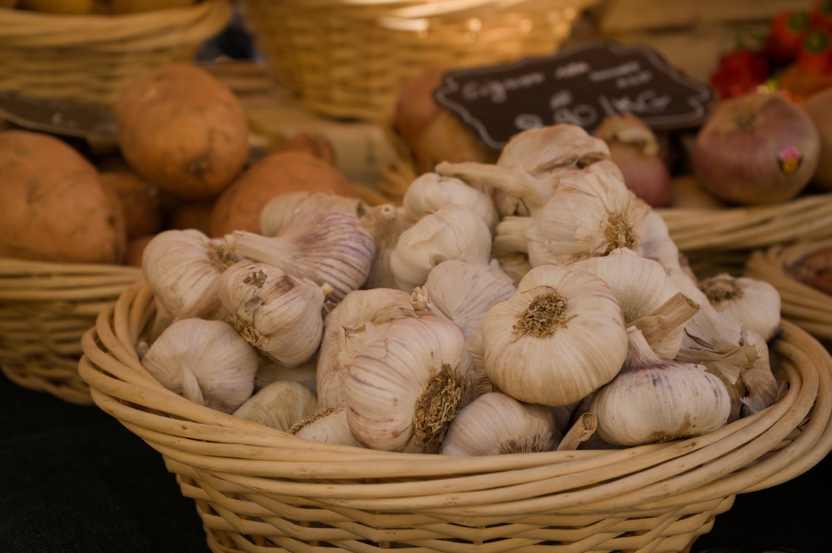 Aglio Precoce Primaverile